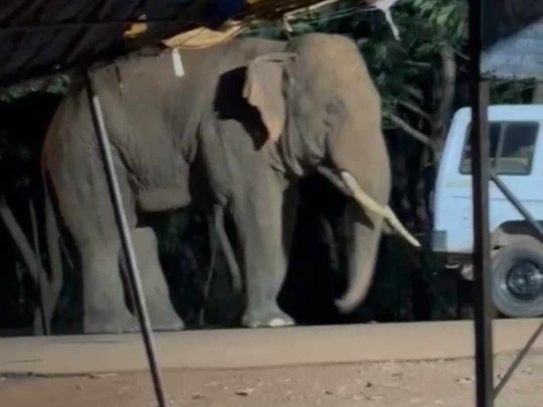 Elephant reached near Maa Angarmoti temple in Dhamtari | धमतरी में मां अंगारमोती मंदिर के पास पहुंचा हाथी: वन विभाग ने रोका; भक्तों को सतर्क रहने की हिदायत, गांवों में भी कराई गई मुनादी - Dhamtari News 1 7d2ad33f 2d64 48c9 9405 994e45c8f11b 1758703209847