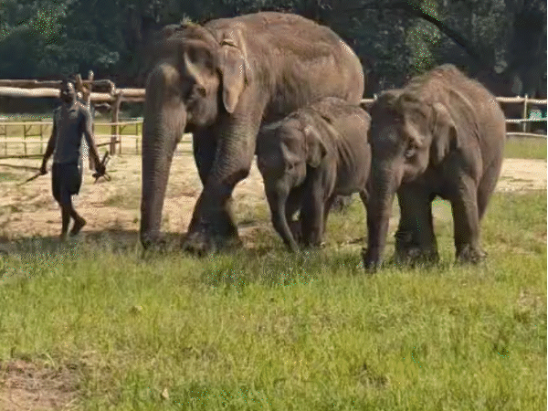 The camp consists of a total of 15 elephants. Apart from this, there are also three children.