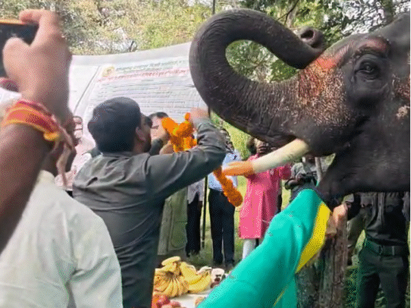 Elephants are fed a lot of food in the camp.