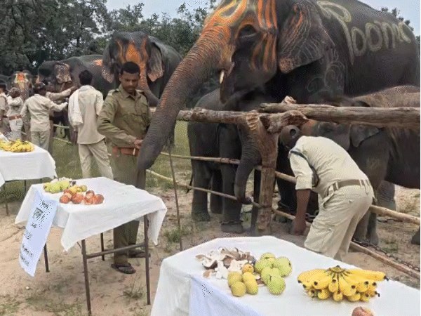 Elephant Festival is being organized in Bandhavgarh Tiger Reserve.