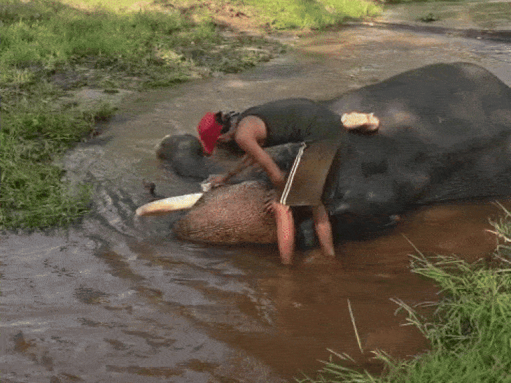 Elephants are first bathed in the morning. After this the oil is massaged.