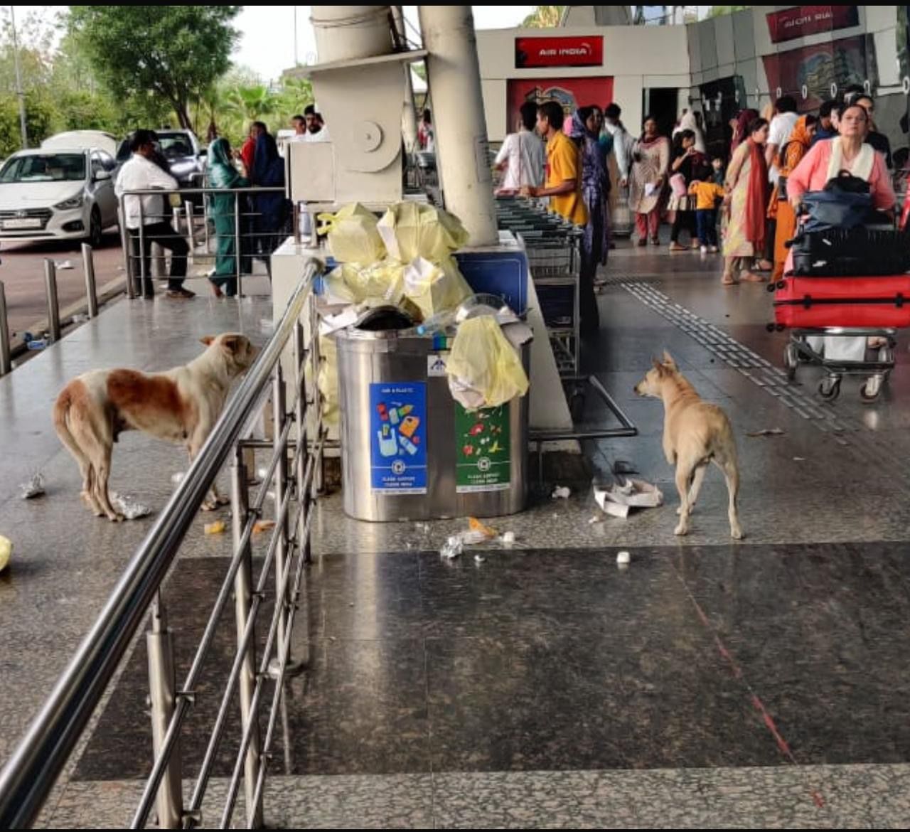 This photo of the presence of dogs at the airport was put on social media by a passenger.