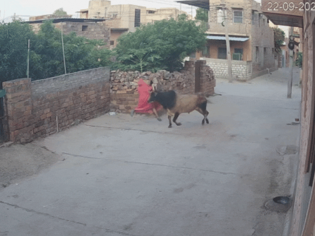 सांड ने महिला को दीवार पर उठाकर पटक दिया।
