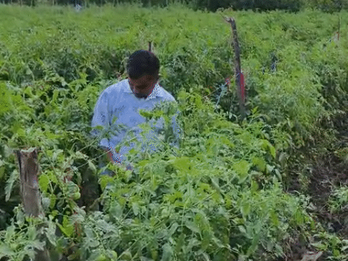 तस्वीर, प्रकाश के खेत की है। यहां उन्होंने इस साल डेढ़ बीघा में टमाटर लगाए हैं।