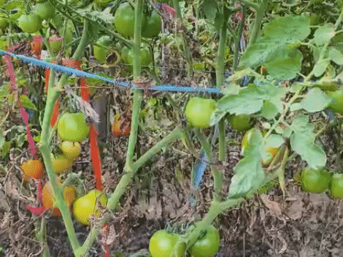 प्रकाश का दावा है कि वो खेती में नवाचार कर रहे हैं, इसलिए उन्हें अच्छा प्रॉफिट होता है।