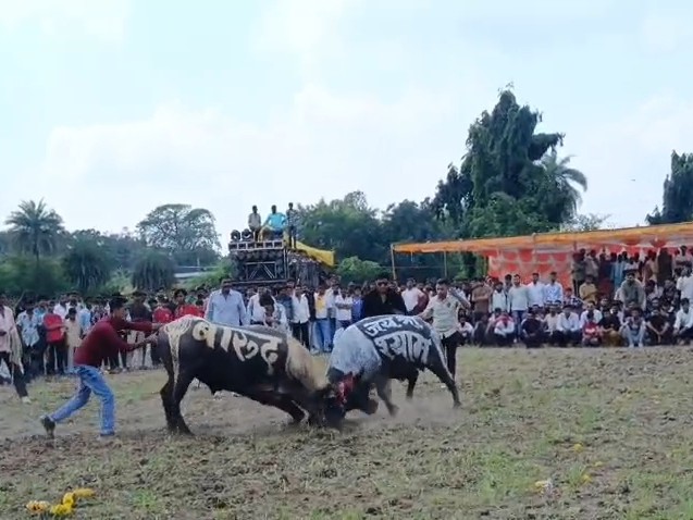 इस तरह से पाड़ों की आपस में लड़ाई करवाई गई।