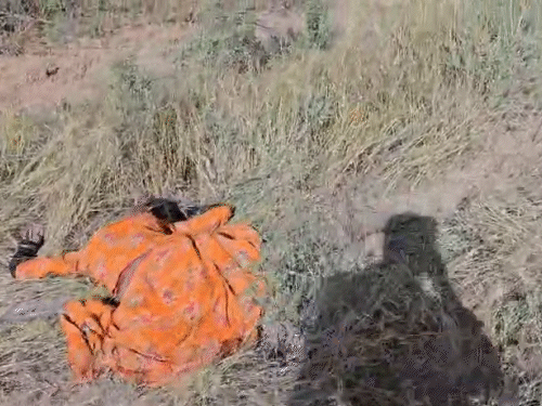 हादसे के बाद सड़क किनारे झाड़ियों में पड़े शव।