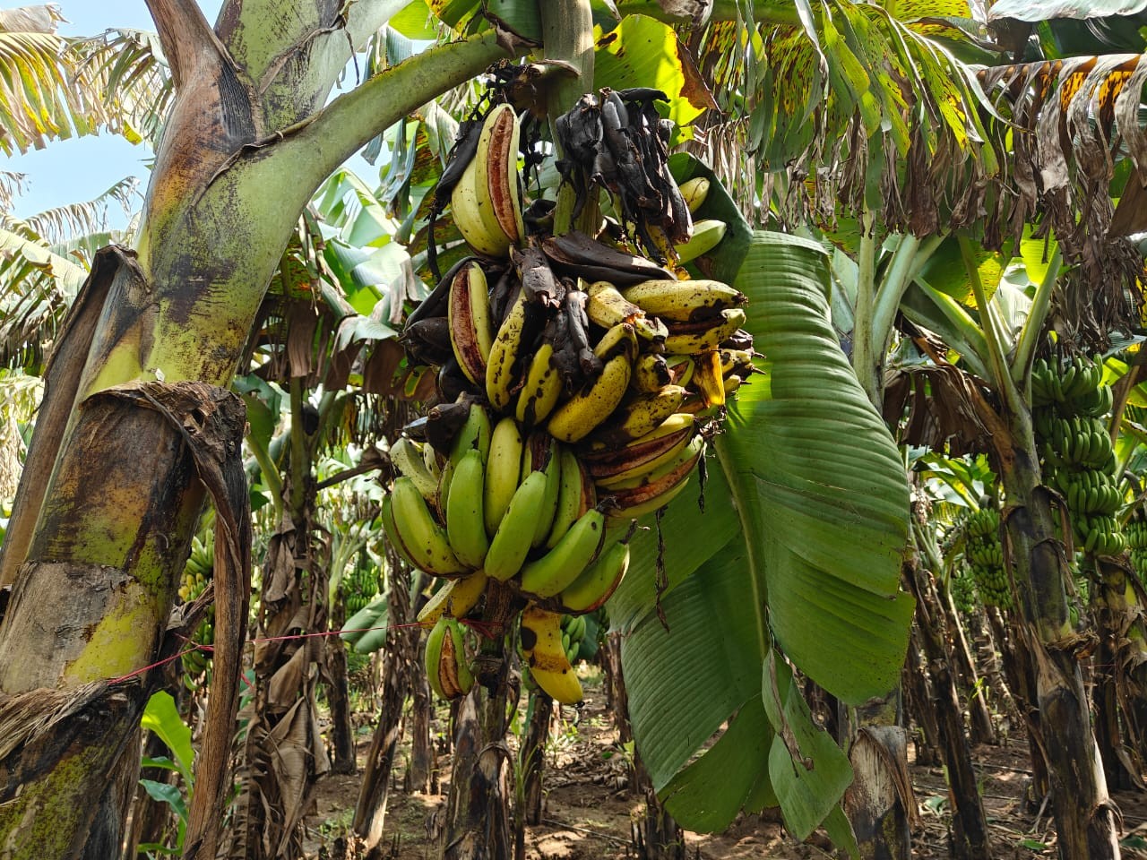 केले पौधे में लगे लगे ही पक रहे हैं, क्योंकि खरीददार नहीं मिल रहे।