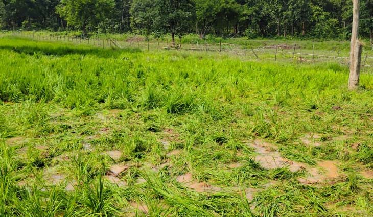 हाथियों ने खेतों में चलकर अपने पैरों से धान फसल को पूरी तरह बर्बाद कर दिया