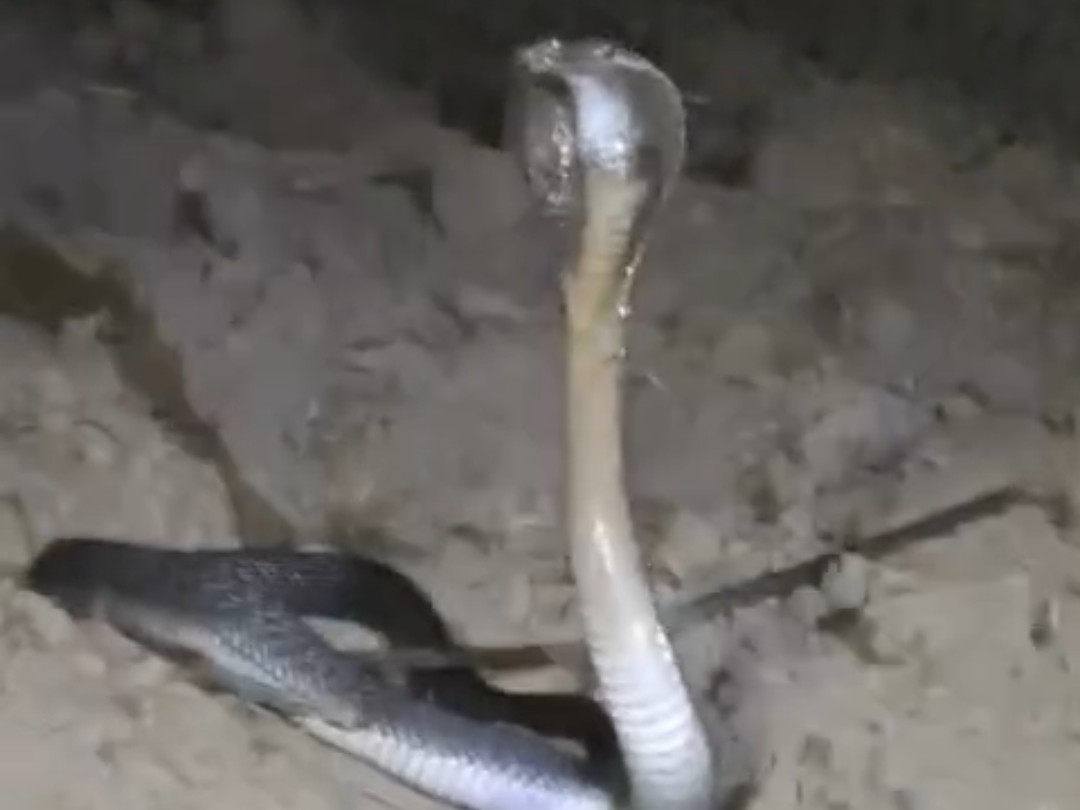 एटा के बिल्सड़ पट्टी में घर में घुसा सांप, VIDEO:  महिला रसोई में थी, कोबरा ने फुफकारा; ग्रामीणों की मदद से रेस्क्यू कर जंगल में छोड़ा – Aliganj News