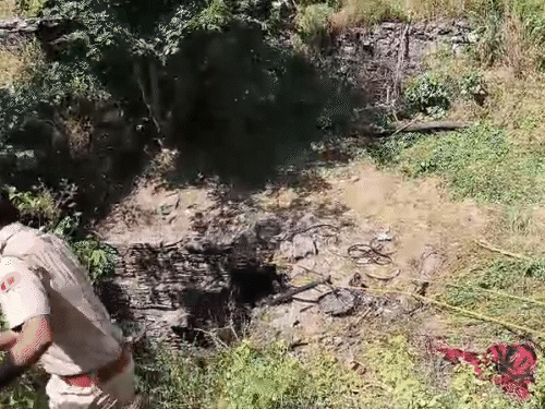 कुएं से बाहर निकलते ही भालू पहले रेस्क्यू टीम की तरफ झपटा, शोर मचाने पर जंगल की ओर भाग गया।