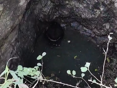 भालू कुएं में गिरने के बाद एक तरफ दुबक कर बैठा था।