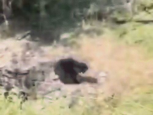 कुएं से बाहर आने के बाद भालू जंगल में भाग गया।