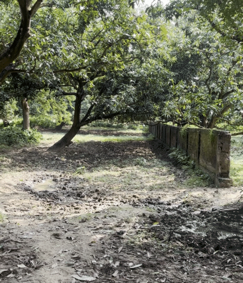 पिरपैंतीच्या आसपास अनेक आंब्याच्या बागा आहेत. हंगामात, दोन महिने दररोज ५०-१०० वाहने येथून जातात. आंब्यांच्या एका ट्रकमधून अडीच लाख रुपयांचे उत्पन्न मिळते.