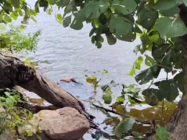 तालाब में पड़ा बालक का शव।