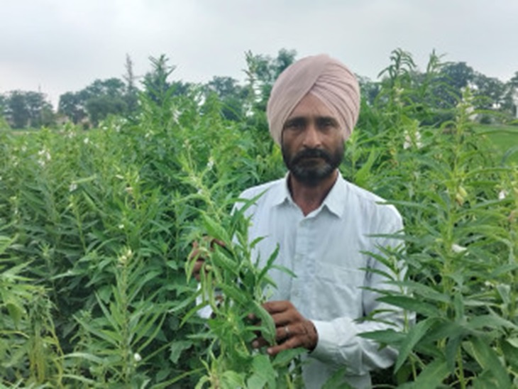 फसल में खड़े हरविंदर सिंह। - Dainik Bhaskar