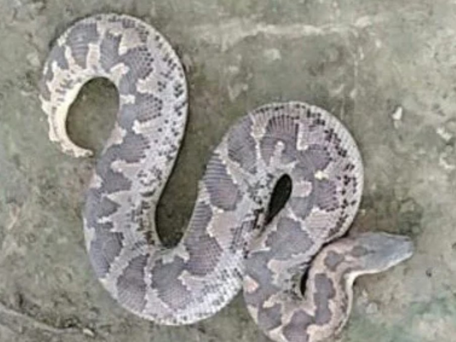 6 feet long python spotted in Sujavali