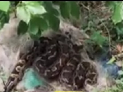 Khareghat Colony Python Python found in a colony in Talbehat, Lalitpur | ललितपुर की तालबेहट में ...