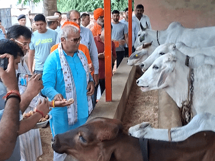 पिपराली के वैदिक आश्रम में गायों को गुड़ खिलाते हुए शिक्षा मंत्री मदन दिलावर।