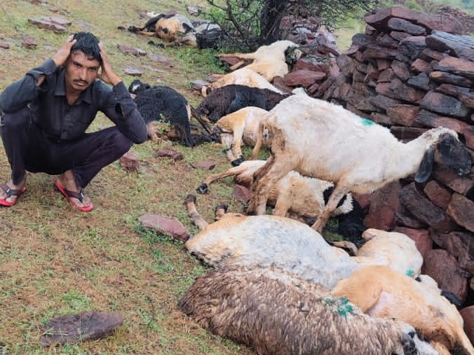 आकशीय बिजली की चपेट में आने से 16 भेड़ों की मौत हो गई।