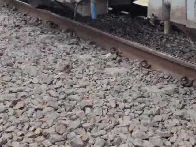 अजीत रेलवे स्टेशन के निकट कैटल रनओवर की वजह से पटरियों की कई क्लिप्स टूट गईं।