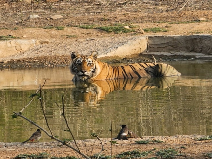 सरिस्का के जंगल में पानी में बैठा टाइगर। इस तरह की साइटिंग गर्मियों के दिनों में अधिक होती है।