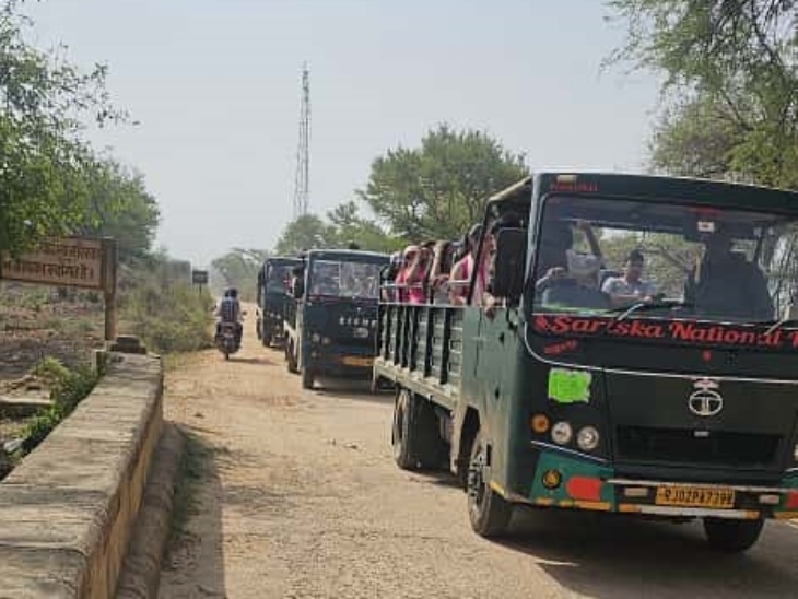 सरिस्का में इन कैंटर व जिप्सी में बैठकर टूरिस्ट सफारी पर निकलते हैं।