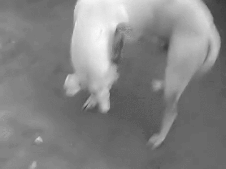 चाकू लगने से घायल कुत्ता तड़पता हुआ दिख रहा है। - Dainik Bhaskar