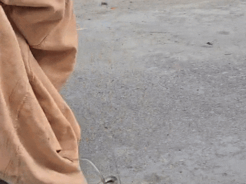 कब्जे लिए गए सांप।