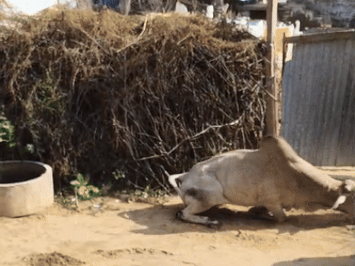 नीचे गिरे सांड ने उठने की कोशिश की तो ड्राइवर ने उसकी गर्दन पर गाड़ी चढ़ा दी।