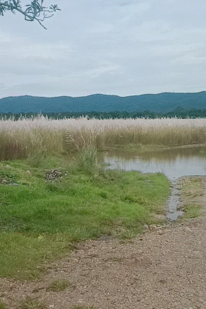 इसी तालाब के पास हादसा हुआ था।