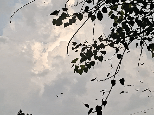 काजरी के वैज्ञानिकों ने आने वाले पांच दिनों तक हल्की बारिश होने का अनुमान जताया है।