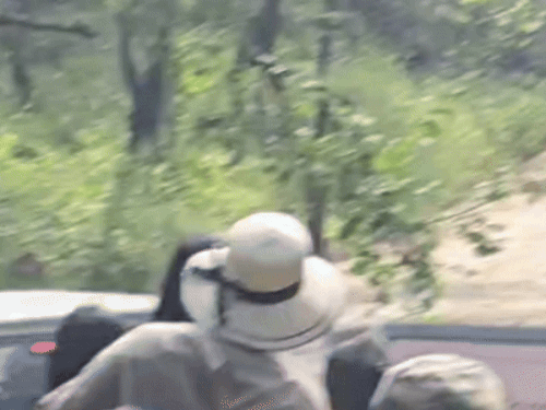 बाघिन सुल्ताना करीब 10 मिनट पर चहलकदमी करती हुई नजर आई।