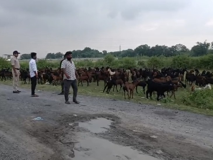 कटनी में 140 बकरियां जब्त, दो गिरफ्तार:  नागपुर जा रहे ट्रक में अमानवीय तरीके से भरी थीं, चालक और क्लीनर धराए – Katni News