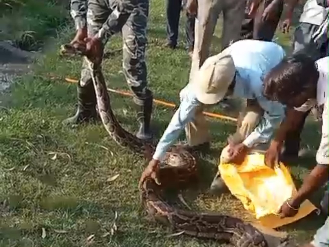 Khareghat Colony Python A giant python entered a house in Murarkheda | मुरारखेड़ा में विशालकाय ...