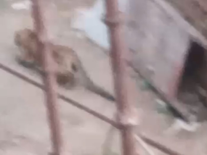 गुरुग्राम के मानेसर में देखा गया तेंदुआ।