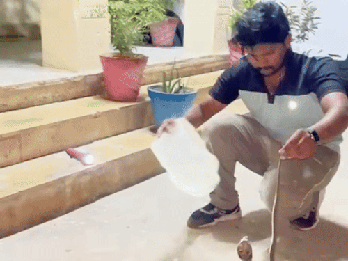 सांप को रेस्क्यू कर सुरक्षित जंगल में छोड़ा।