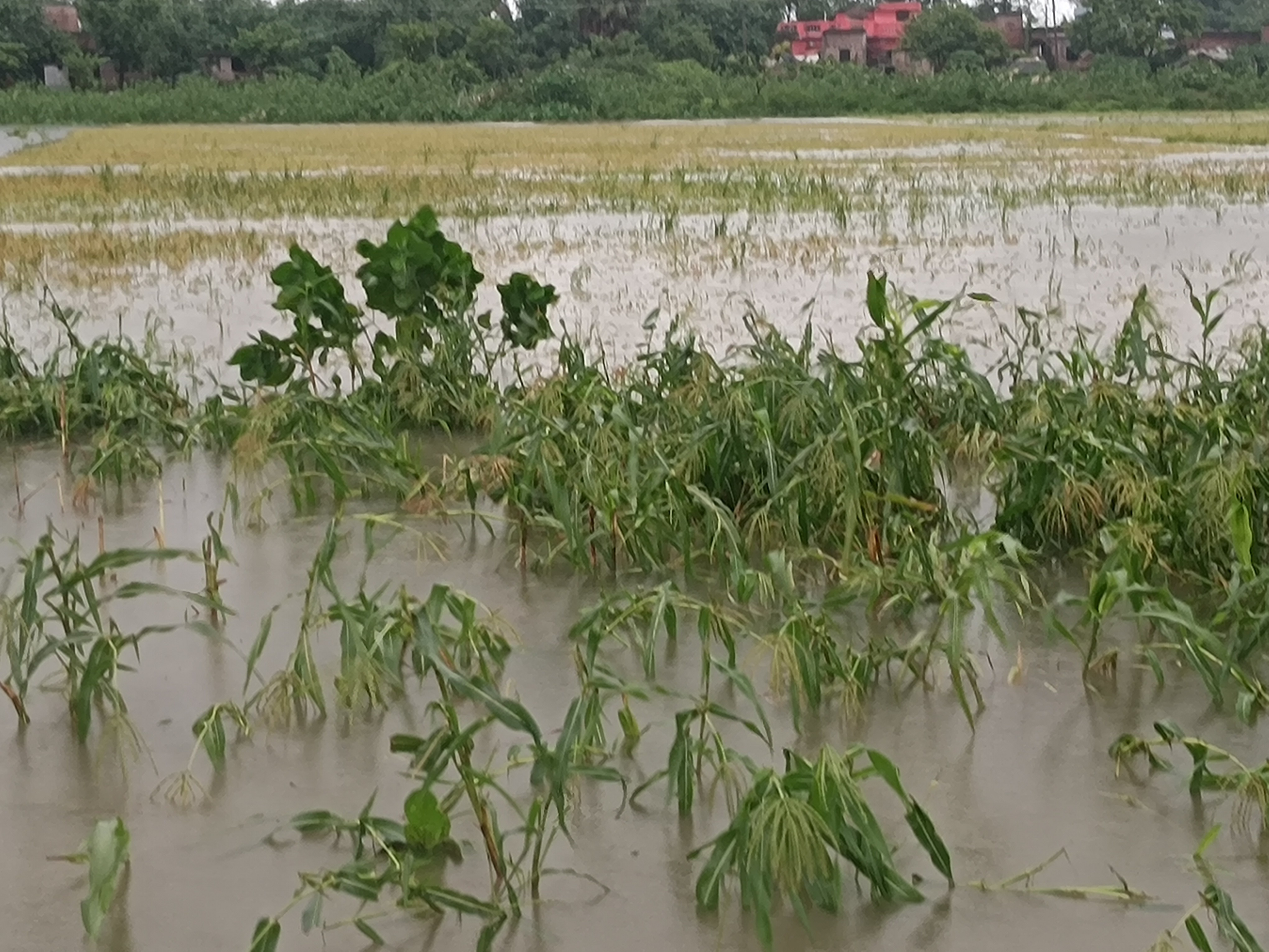 Heavy rains inundate crops in Dudhhi area