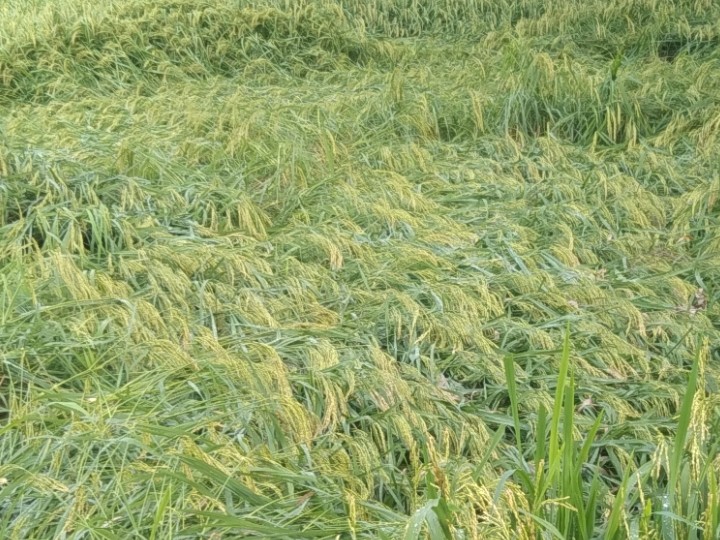 Rain and storm caused paddy to fall in many areas including Mansara ...