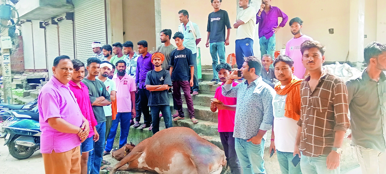 Cow Protector Hindu organizations and cow protectors protested against the death of ...