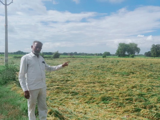 Inspection of paddy crop destroyed by rain in Sirathu | सिराथू में ...