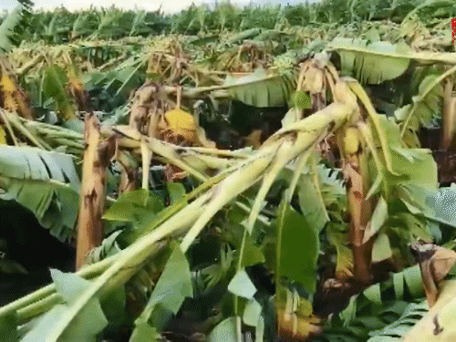 तमिलनाडु के तिरुनेलवेली में साइक्लोन के असर से तेज हवाओं ने केले की फसल बर्बाद कर दी।