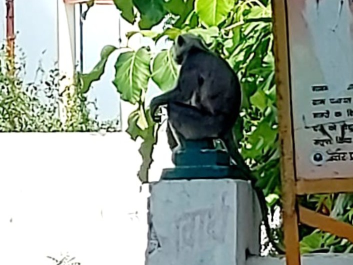 Monkeys Rampaging Monkeys rampage in Gonda | गोंडा में लंगूरों का तांडव: स्कूल में घुसकर ...