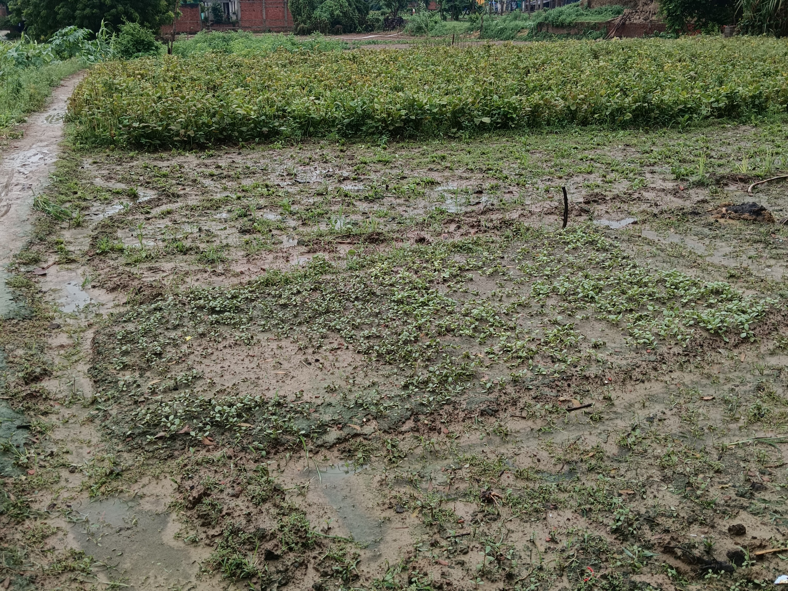 Heavy rain and wind damage crops