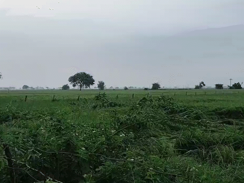 सवाई माधोपुर में बारिश के कारण फसलों को नुकसान हुआ।