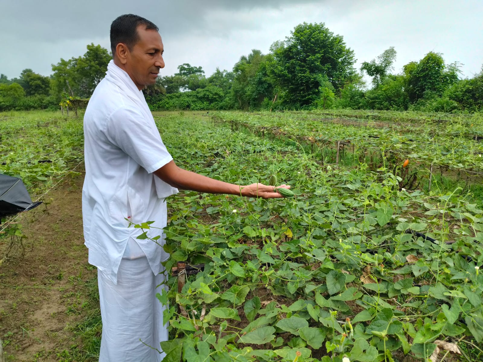 आश्रम‎ की दो बीघा भूमि में आठ महीने परवल की खेती होती है, जिससे लगभग तीन लाख रुपए की आमदनी होती है।