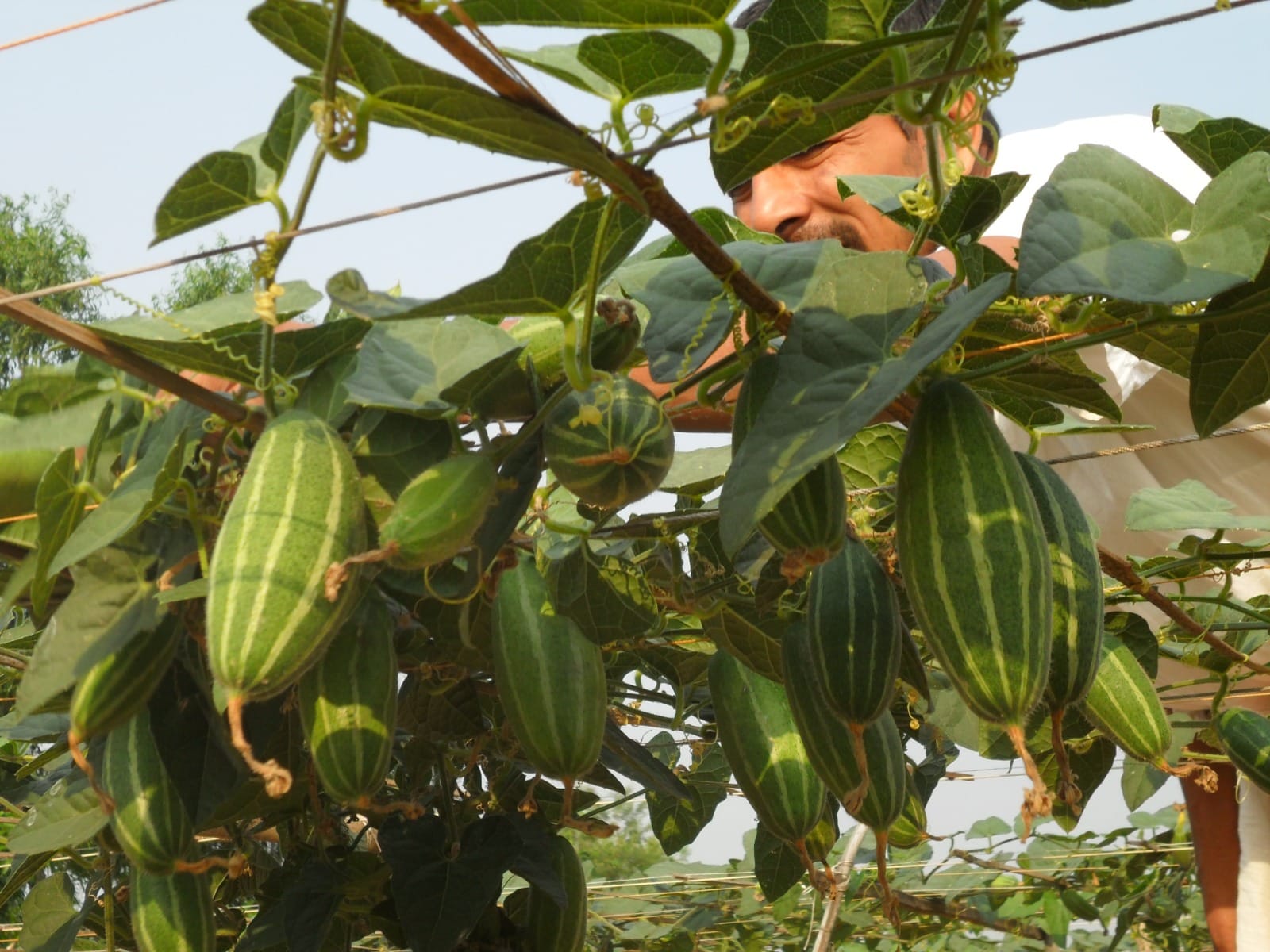घाटशिला के सुखदेव महाराज करते हैं समेकित खेती:  बंजर जमीन में किया प्रयोग, अब परवल उत्पादन से ग्रामीणों को दे रहे नई दिशा‎ – Ghatsila News