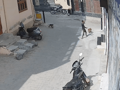 नारनौल में बंदरों का आतंक, झपटकर काटा:  पीछे दौड़ बच्चे को पकड़ा, बाल नौचे, दो माह पहले हो चुकी महिला की मौत – Narnaul News