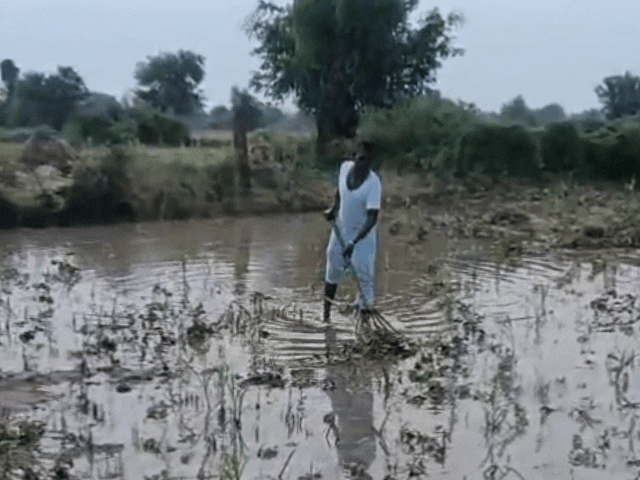 किसानों ने खेत की फसल खराब होने पर मुआवजा देने की मांग की है।