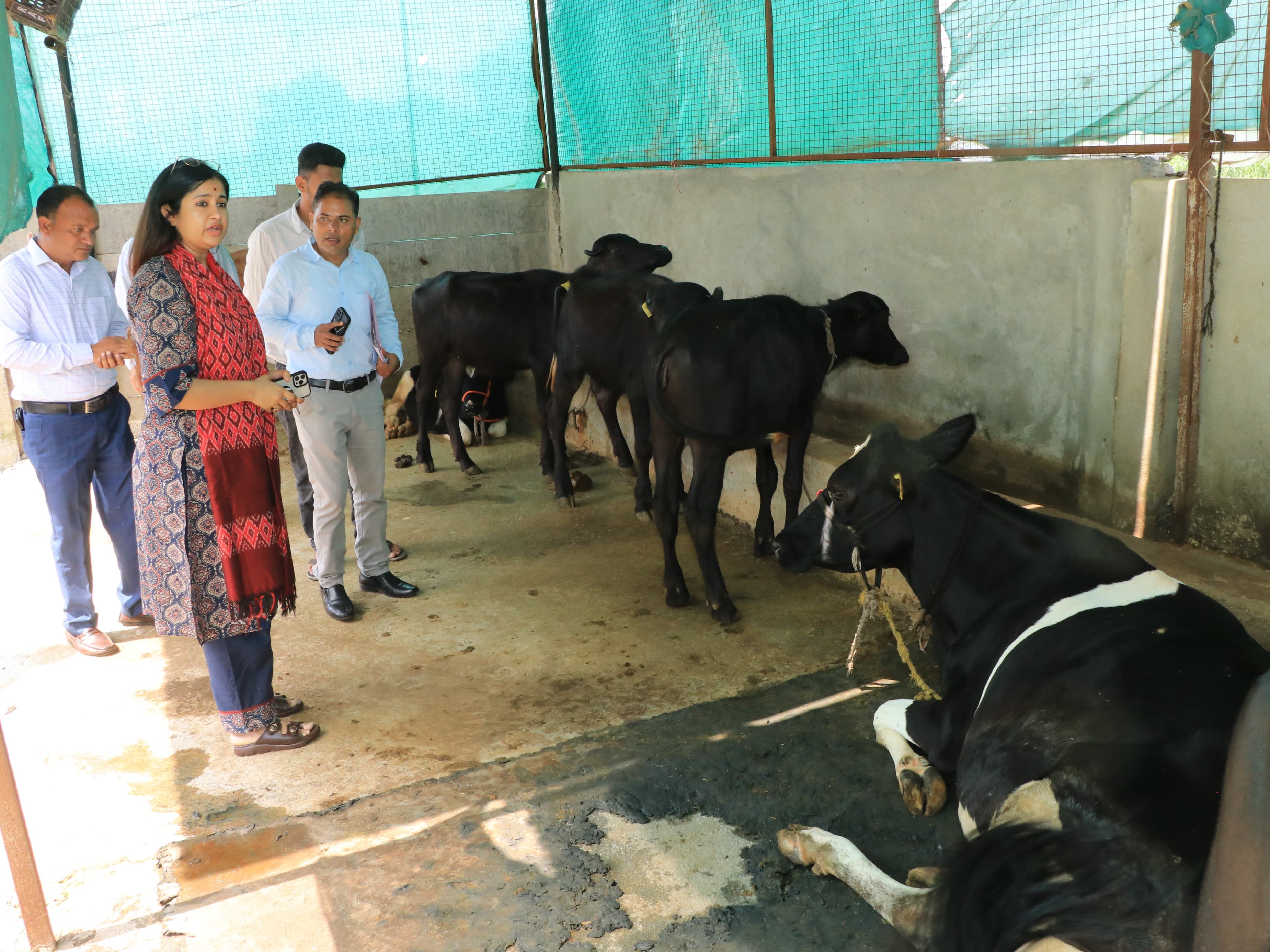 Cow Protector Cow protectors should try to make medicinal products from cow urine ...